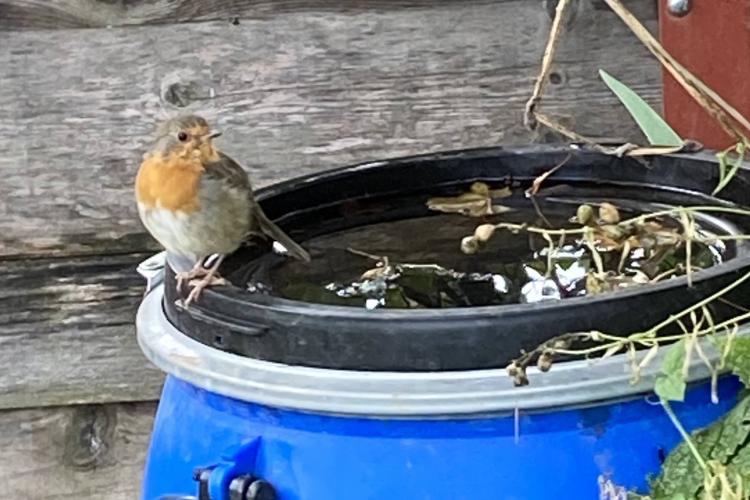 Rotkehlchen auf Wassertonne, Bild: Lina Aerni