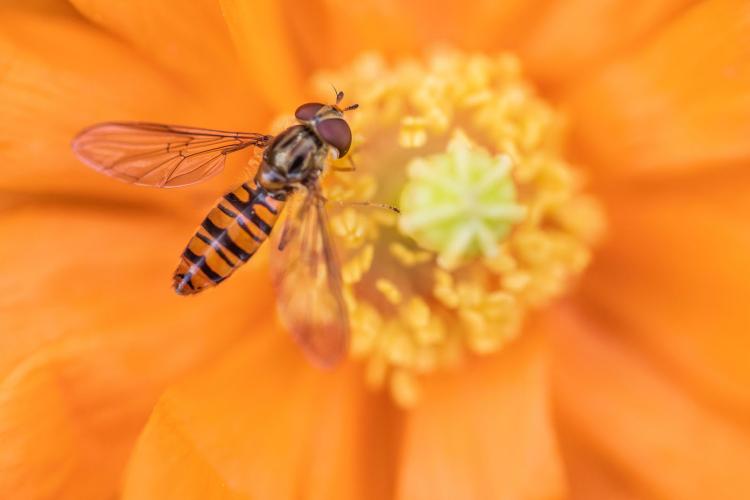 Schwebfliege auf Mohnblüte, Bild: Isabel Plana