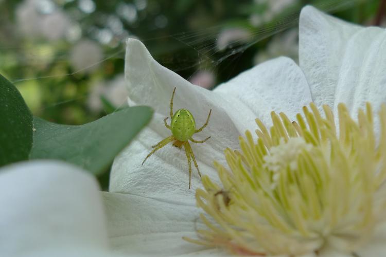 Spinne auf Clematis, Bild: Doris Guarisco