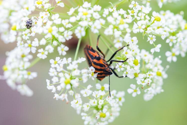 Streifenwanze auf Wiesenkerbel, Bild: Isabel Plana