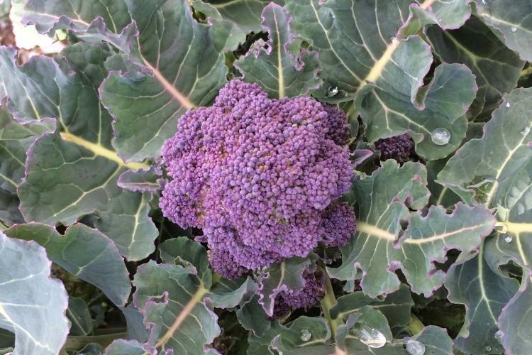 Sprossen-Brokkoli ‘early purple sprouting’, Bild: Pro Specie Rara