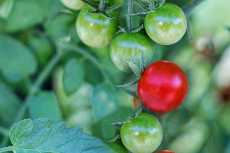Tomaten, Bild von JillWellington auf Pixabay