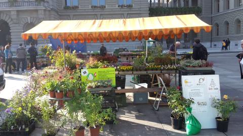 Holderrieds Pflanzenwelt