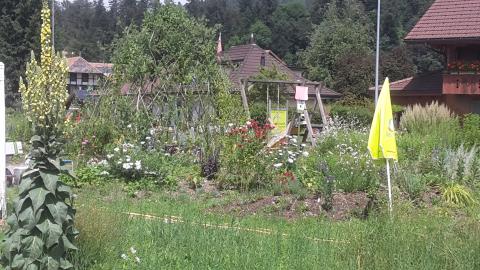Holderrieds Pflanzenwelt