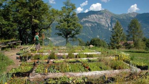 ALPINE PERMAKULTUR SCHWEIBENALP