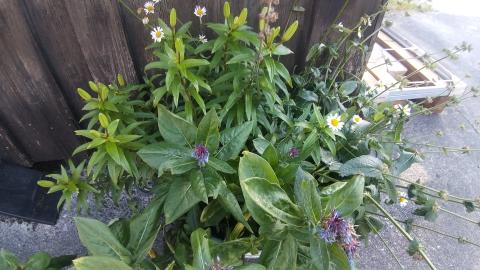 Güdel Gartenbau Beispielbild