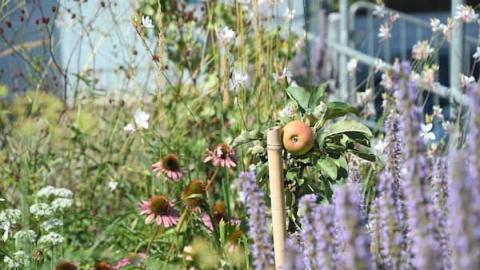 Wildstauden und Apfelbaum