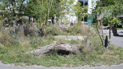 wilde Grünfläche mit Baumstamm
