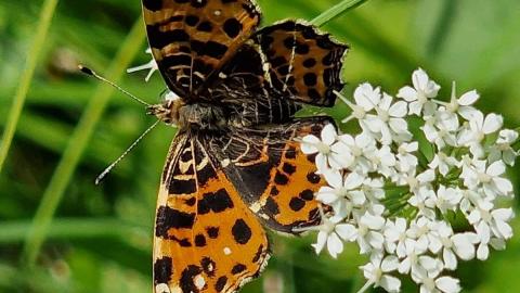 Schmetterling