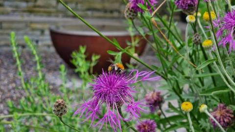 Wildbiene auf Blüte