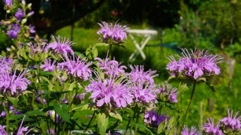 Teegenuss aus Feld, Wiese und Garten