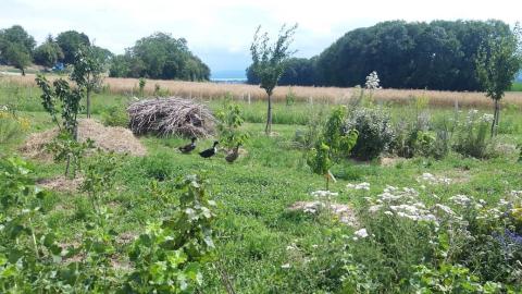 La Pépinière d'Agnens