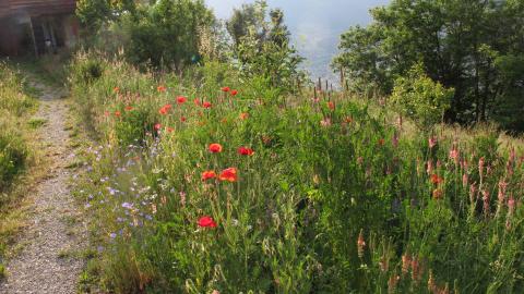 Naturstrasse