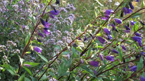 Blumenwiese