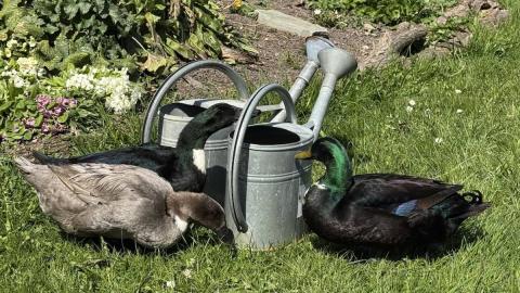 Wildwerk Manufaktur Biogärtnerei