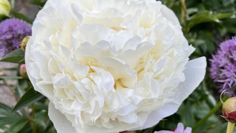 Duchesse de Nemour