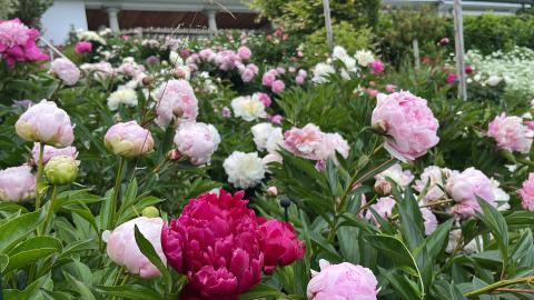 Gartenteil