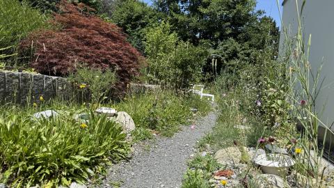 Blumenwiese Ruderal gestaltet (c) Beatrice Lindauer