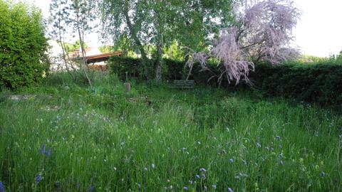 Blumenwiese