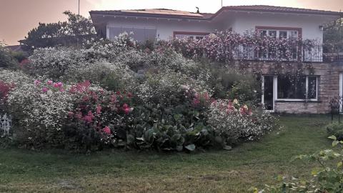 Blumenhang mit Heidetraum
