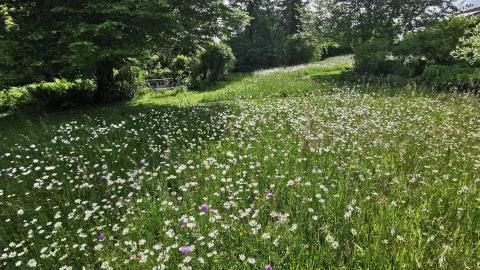 Blumenwiese
