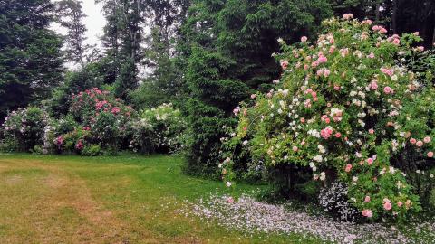 Historische Rosen