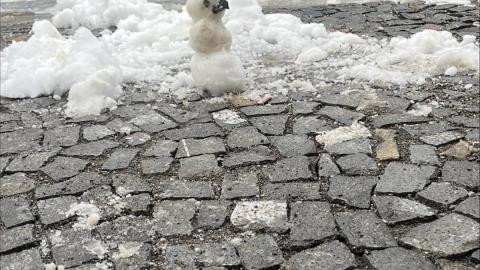 Schneemann auf Pflastersteinen