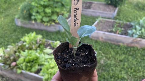 Biogärtnerei EicheHüsli