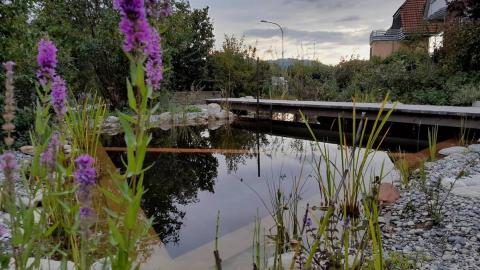 Naturpool im Naturgarten