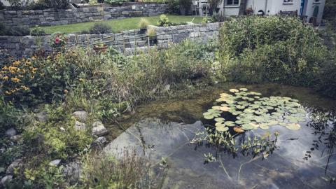 Naturteich vor Trockenmauer