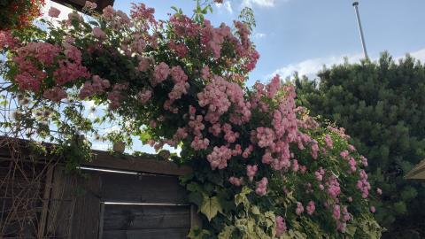 Ramblerrose, Raubritter.