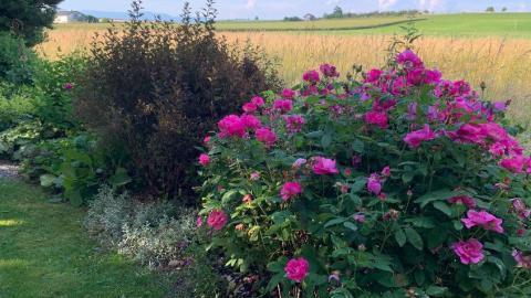 Apothekerrose , Essigrose  auch Gallica- Rose genannt.
