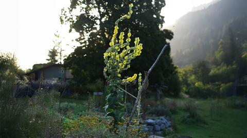 Plant Wisdom: Thresholds of Perception