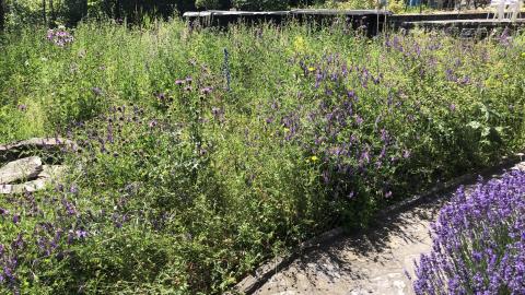 prairie maigre, haie, potager