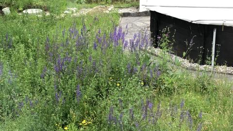 prairie maigre, étang, haie