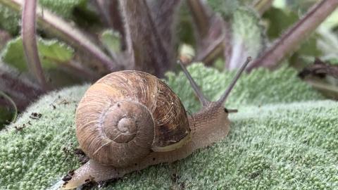  Weinbergschnecke