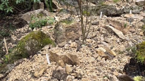 Der im Frühling 2026 frisch gestaltete montan-ruderal Gartenteil ist jetzt neu bepflanzt 
