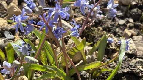 Der einheimische Blaustern ein Frühblüher im Schaugarten 