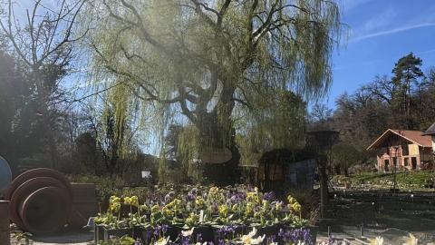 Frühlingserwachen im Schaugarten 