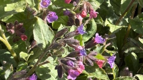 Das einheimische Gefleckte Lungenkraut blüht ab März im Schaugarten 