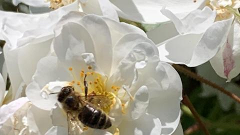 Biene auf Wildrose