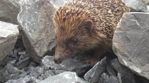Tierische Besucher im Garten _© Fetzer Gartengestaltung GmbH