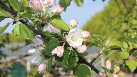 Wildapfel Sträucherei