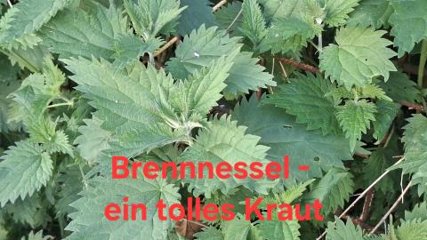 https://www.feroxnaturaartis.ch/termine/#c1981