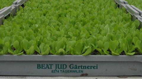 Jud Bio-Jungpflanzen AG