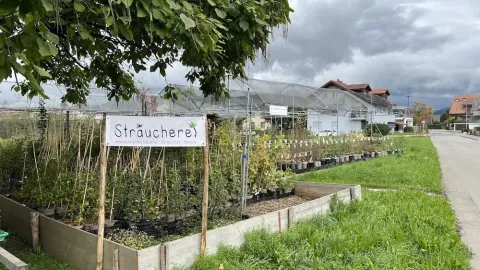 Foto Sträucherei