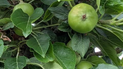 Apfel