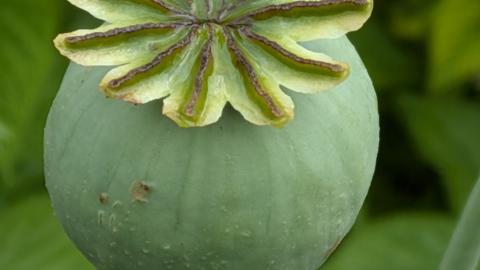 Schlafmohn