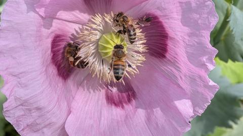 Schlafmohn