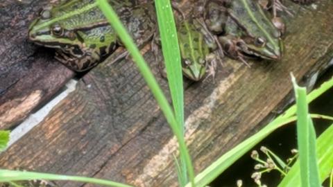 Froschteich